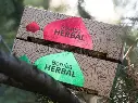 bombas herbales.webp